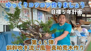盆栽】第45弾 斜幹吹き流し風真柏荒木作り【目標5年！】 - YouTube