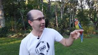 Rosela,Como Ter Mansa?