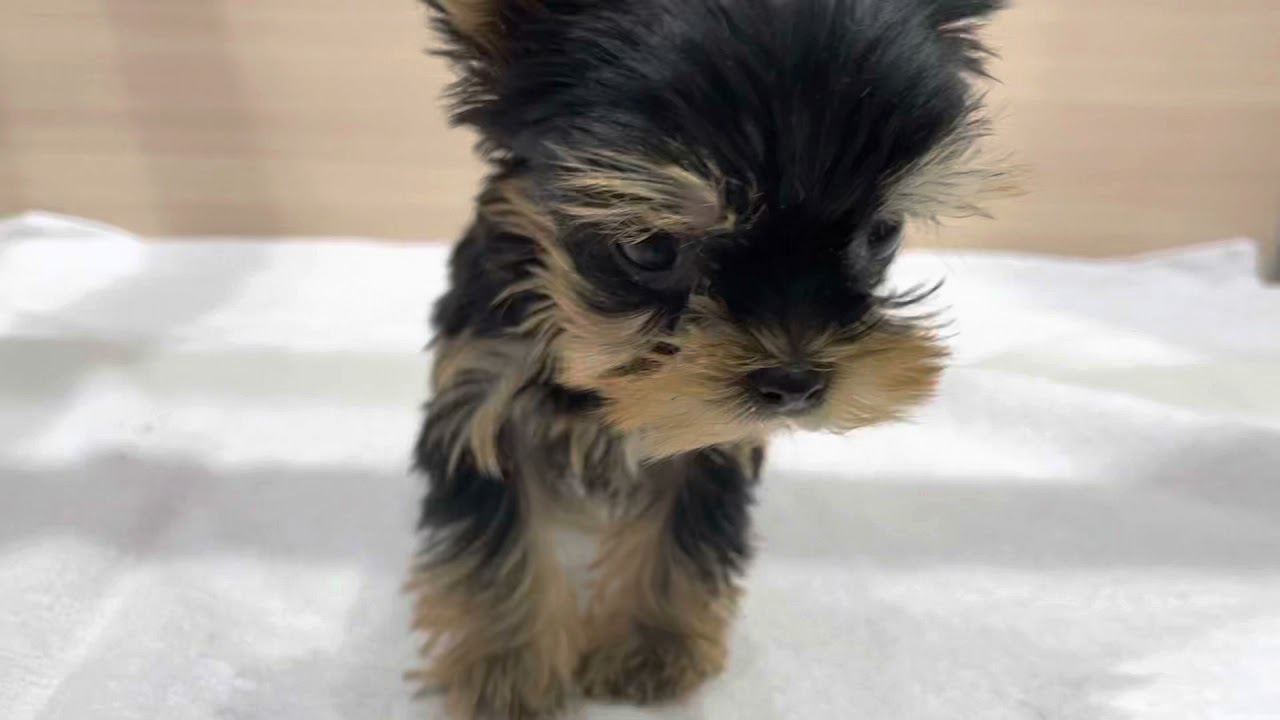 可愛いヨークシャーテリアちゃんの詳細はここから見れますよ Youtube
