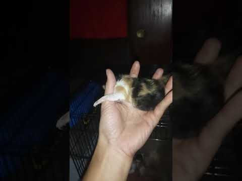 Kitten Umur 20 jam - YouTube