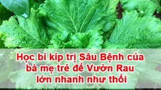 Học Bí Kíp Trị Sâu Bệnh của bà mẹ trẻ để Vườn Rau lớn nhanh như thổi
