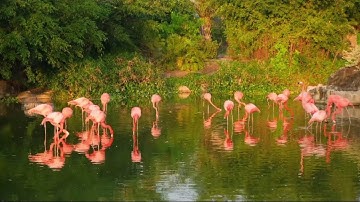 💥 Tìm Hiểu Đặc Tính Của Từng Loài Gia Cầm CHIM HỒNG HẠC|Nguyen Hoài Chanel