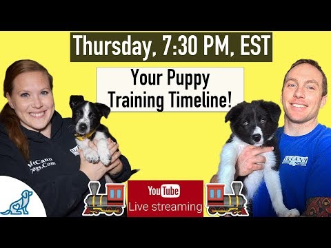 Puppy Training Schedule Week By Week - Professional Dog Training Tips