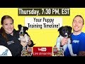 Puppy Training Schedule Week By Week - Professional Dog Training Tips
