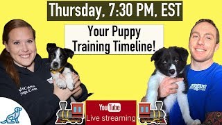 Puppy Training Schedule Week By Week  Professional Dog Training Tips