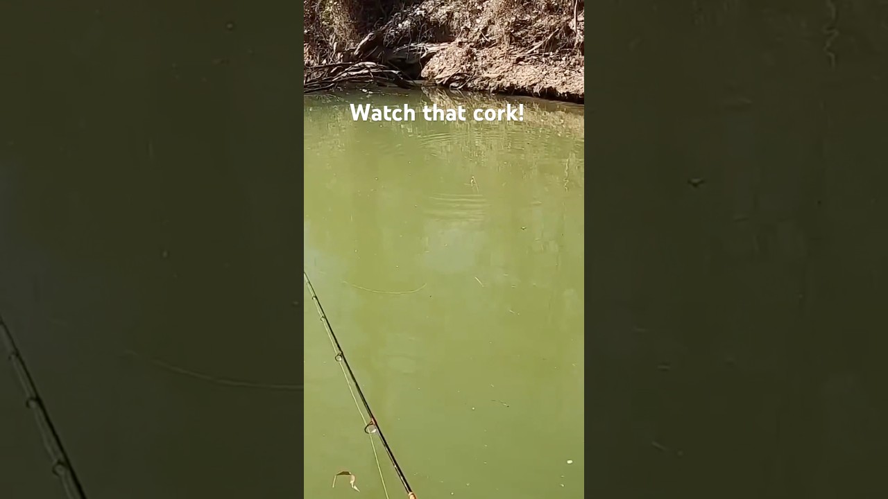 Следите за прыжком поплавка! Подсекайте! 