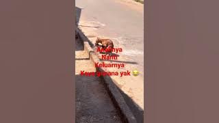 Anjing ngent*t kucing