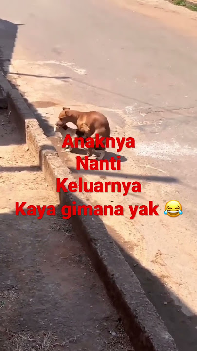 Anjing ngent*t kucing