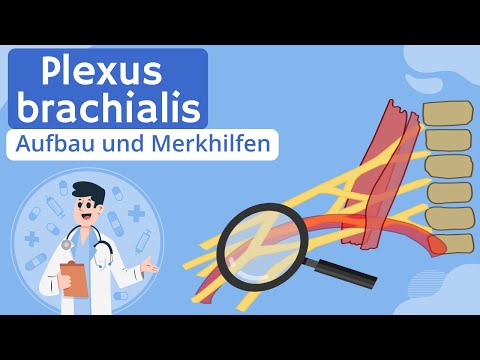 Video: Was ist Plexus brachialis?