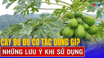 Cây đu đủ có tác dụng gì? | Vị thuốc quanh ta 24-6-2025 | Điện Biên TV