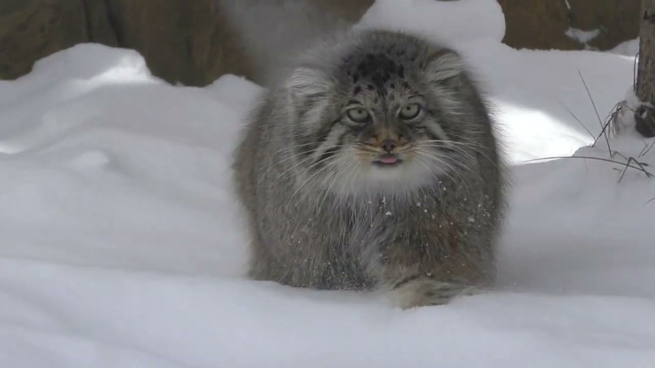 maxresdefault.jpg?sqp=-