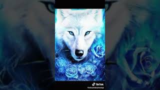 Watch Los Lobos De Colores video