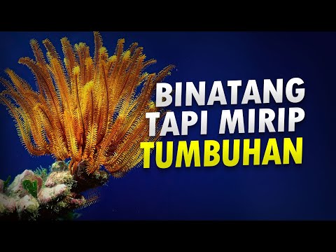 Apa Itu Crinoid? #AlamSemenit