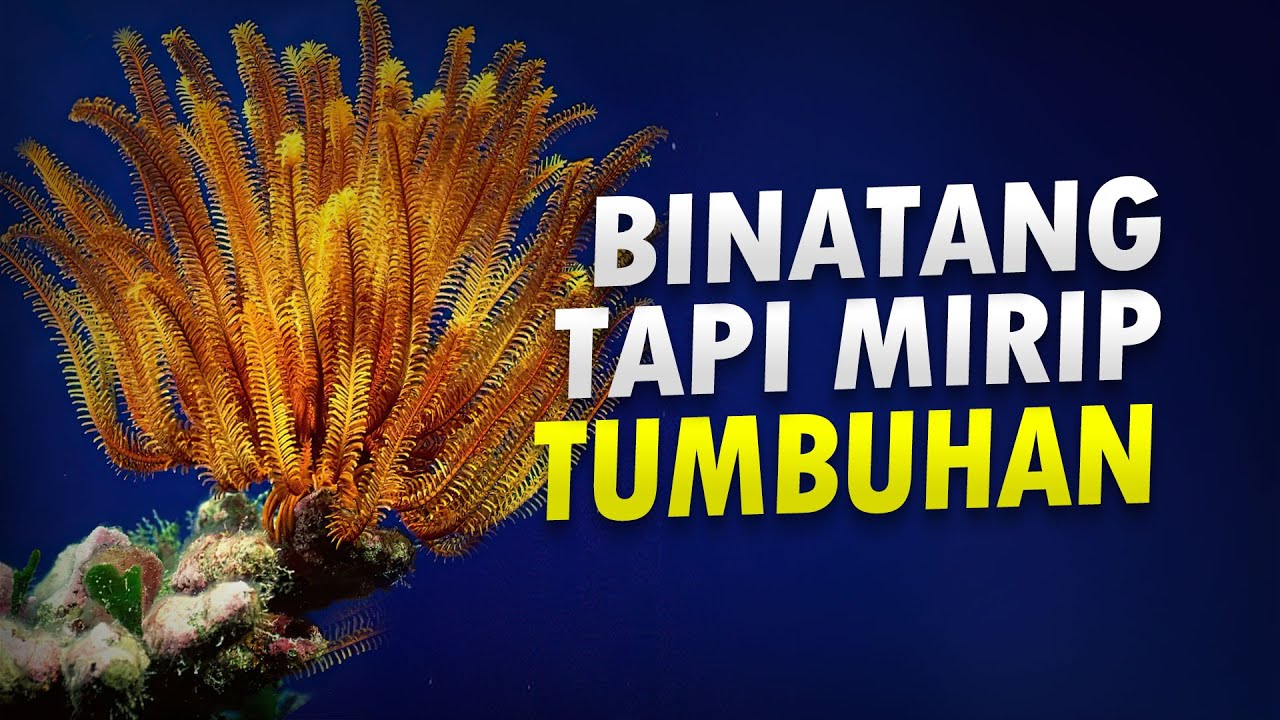 Apa Itu Crinoid? #AlamSemenit