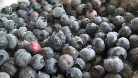 Blueberries