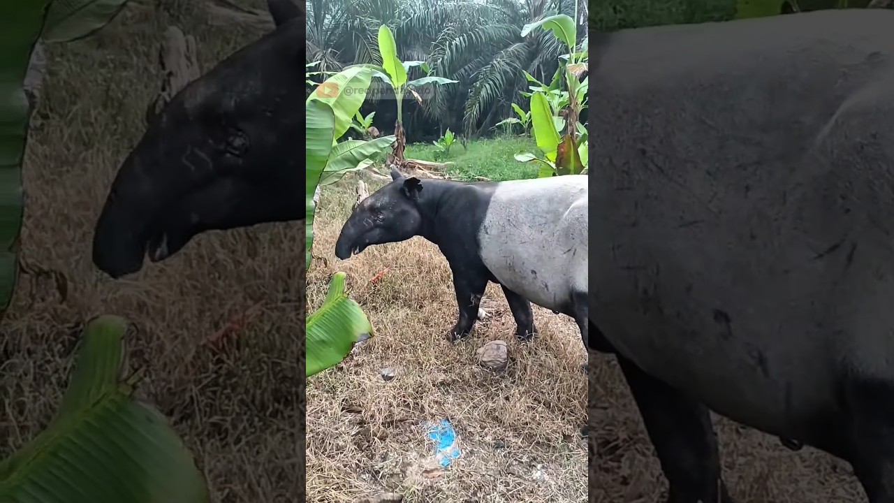 Tapir Hewan Langka yang Jadi Rica-Rica