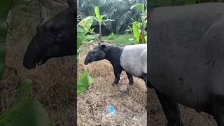 Tapir Hewan Langka yang Jadi Rica-Rica