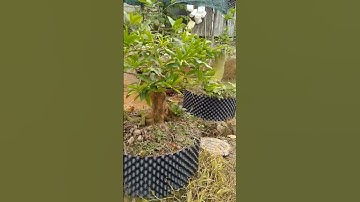 mai vàng ghép cúc thọ hương