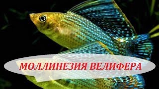 Моллинезия Велифера, Парусная, Высокоплавничная. Содержание, разведение, совместимость