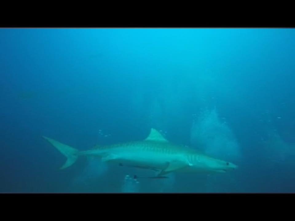 SCUBA DIVING WITH SHARKS JUPIDER FLORIDA HD YouTube