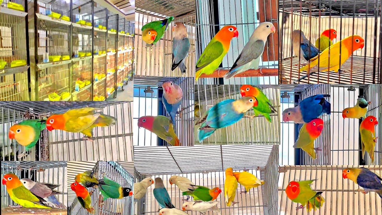 Love Birds Breeding Progress In Islamabad Love Birds AviaryLove Birds