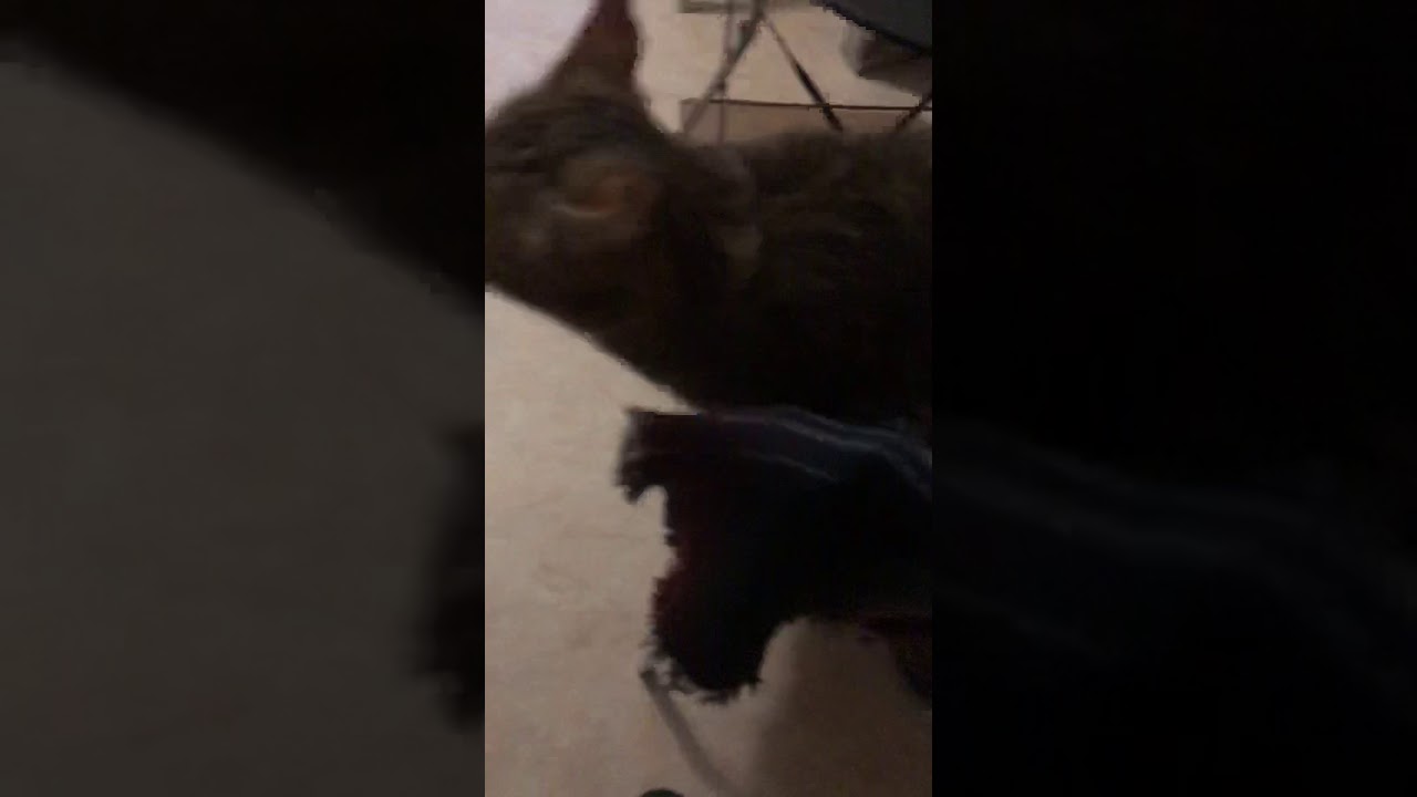 Cat purrs and wants love 