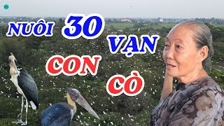 Người phụ nữ suốt 40 năm làm thuê để nuôi hơn 30 vạn con cò cùng 9 người con - ĐỘC LẠ BÌNH DƯƠNG