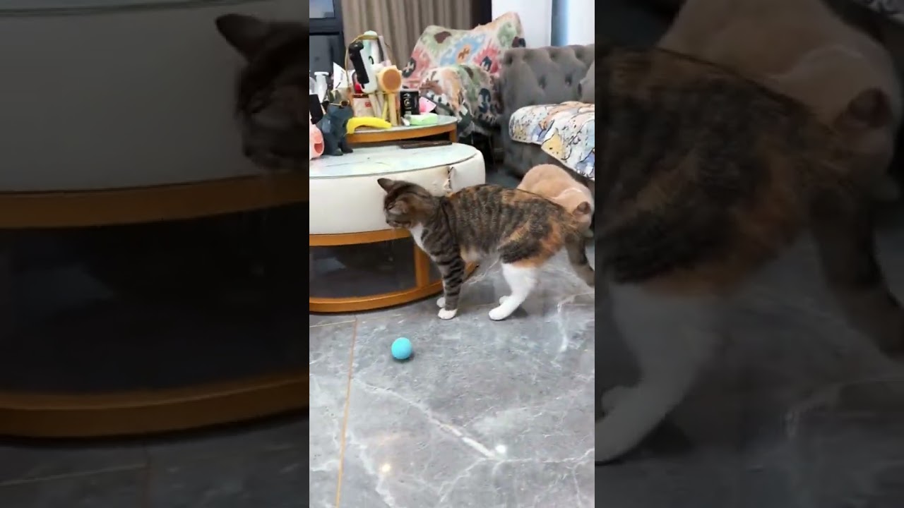 The Most Dramatic Cat Moments Ever Filmed