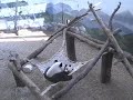 Mei Lan & Lun Lun Loving in the Hammock, 3/23/07