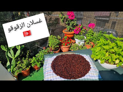 غسلان الزقوقو طريقة بالتفصيل للمبتدئين من أساسيات تحضير العصيدة