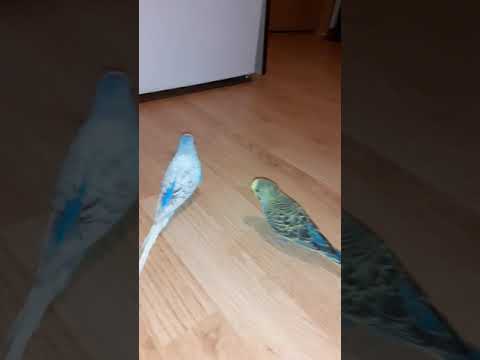 Lovely birds/parakeets/parrots