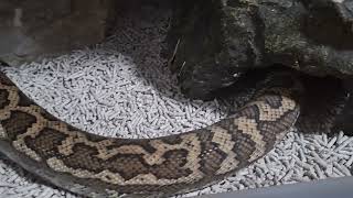 Famous Murray Darling Carpet Python Wealth