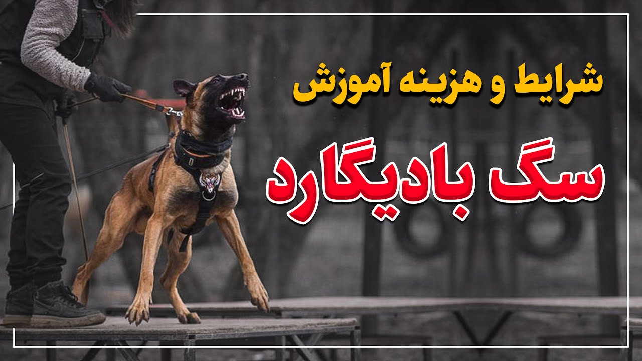 فریب مربی‌نما ها رو نخورید ‼️ سگ محافظ شخصی 🐕‍🦺