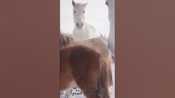 سورة الأنفال و..كا،نك تسمعها لأ،،و..ل مر.ة 💘💟.🌸💝،، 🌻🏵️💮بصوت الشيخ حمزة مدبو.ح 💟، 🌸،، 🌺💞. ❣️،،🏵️💝