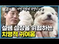 “어떡해~ 너무 귀여워🥹”들개 가족 구출을 위해 산으로 갔다가 일곱 꼬물이에게 푹 빠진 설쌤! │들개 가족을 구하라│세상에 나쁜 개는 없다│알고e즘