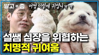 “어떡해~ 너무 귀여워”들개 가족 구출을 위해 산으로 갔다가 일곱 꼬물이에게 푹 빠진 설쌤! │들개 가족을 구하라│세상에 나쁜 개는 없다│알고e즘