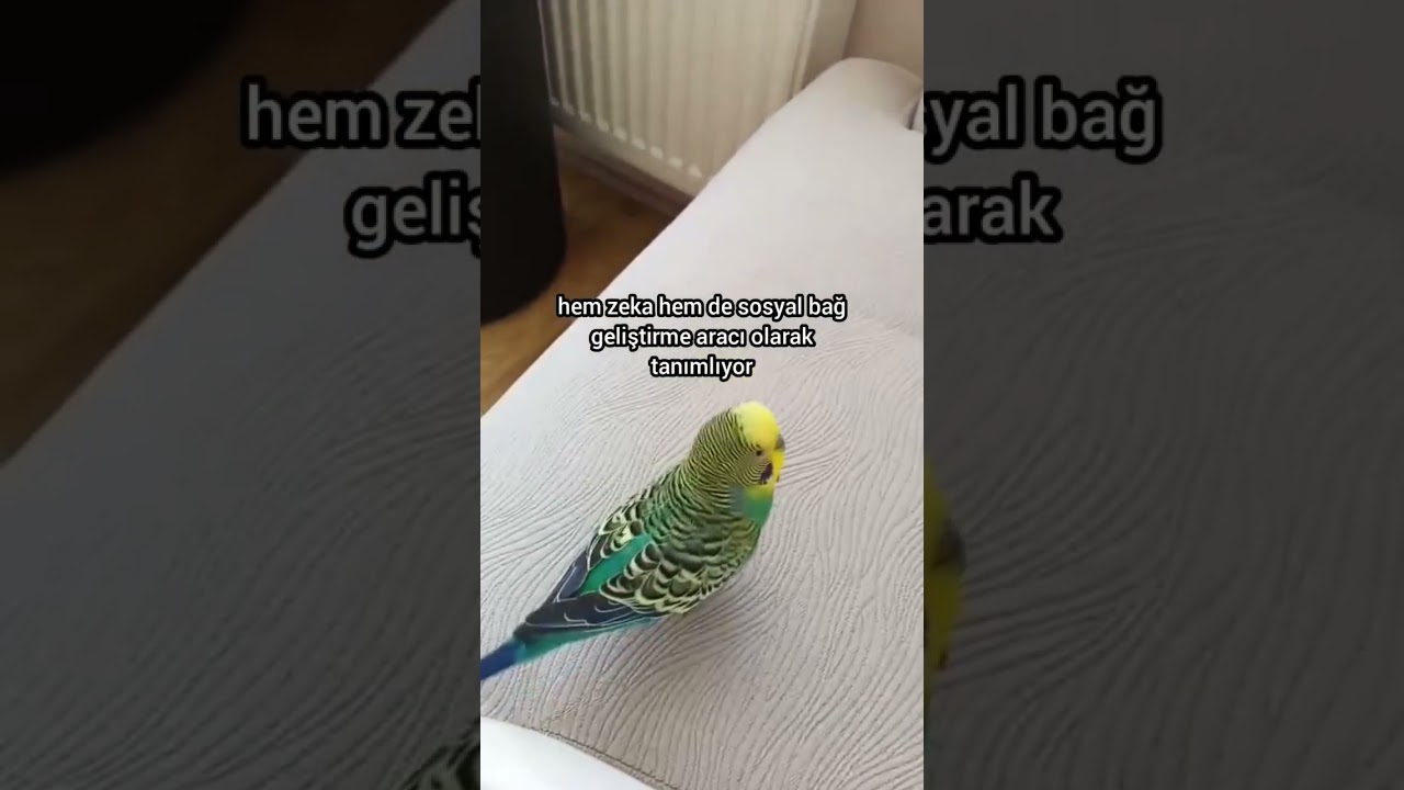 Muhabbet Kuşunuzun Sizinle Oyun Oynamasının Psikolojik Sebebi #muhabbetkuşu #birds #birdsong #budgie