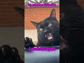 Watch till the end: The cat's face is priceless