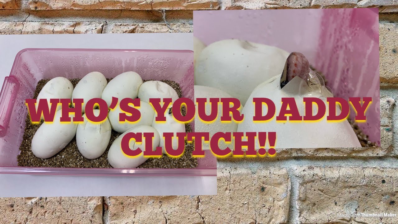 pet snakes and dogs Who’s Your Daddy Clutch?!!