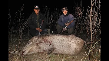 Wildboar hunting in Pakistan