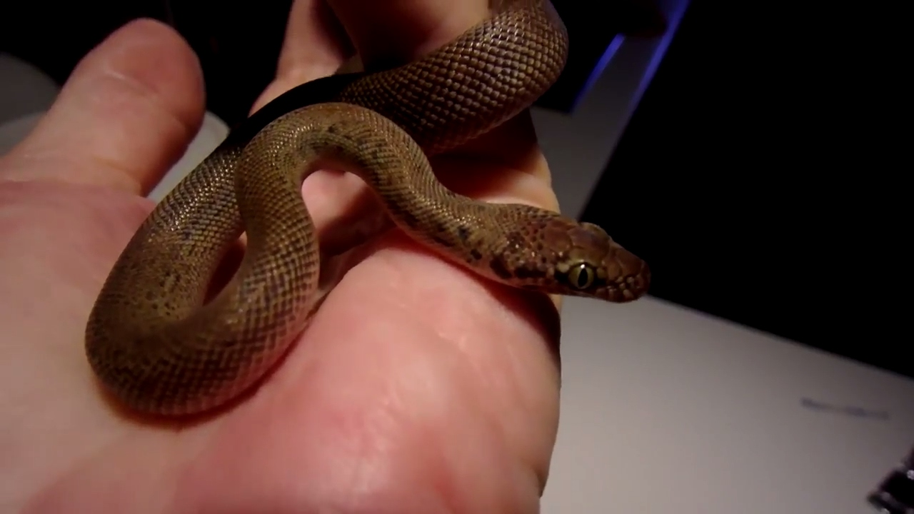 pet snakes and dogs My Latest Baby Snake & Feeding Her And Myah