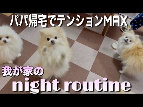 パパ帰宅にテンションMAXのポメラニアン娘達【ナイトルーティン】