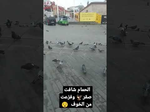 الحمام شافت صقر وفزعت من الخوف