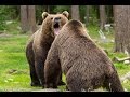 Bear watching in northeastern Finland