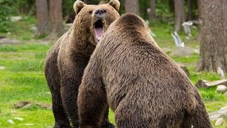 Bear watching in northeastern Finland