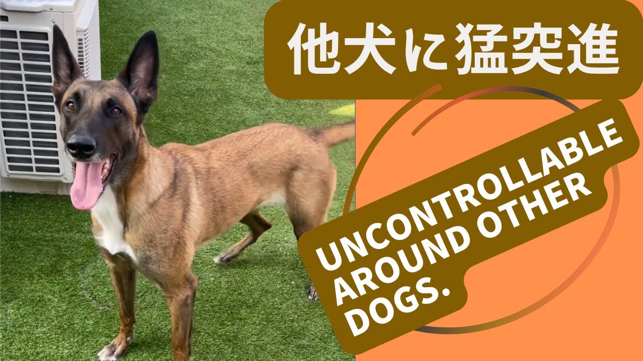 ベルジアン・マリノア 他犬への突進。