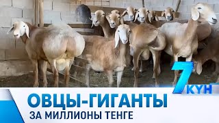 Овцы-гиганты за миллионы тенге, но почему это не спасает отрасль?