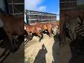 FEIRA DO CAVALO DE CAMPINA GRANDE-PB #shorts