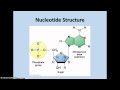 Understanding Nucleic Acids