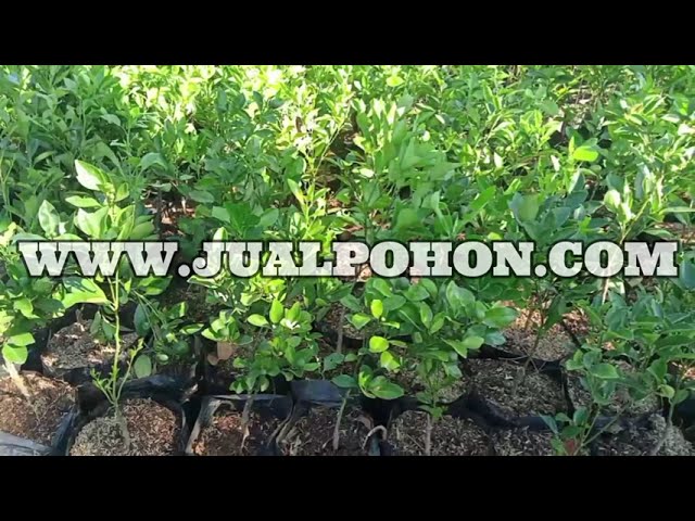 Jual Bibit Tanaman Jeruk Kolomonde Berdaun Rimbun Siap Tanam